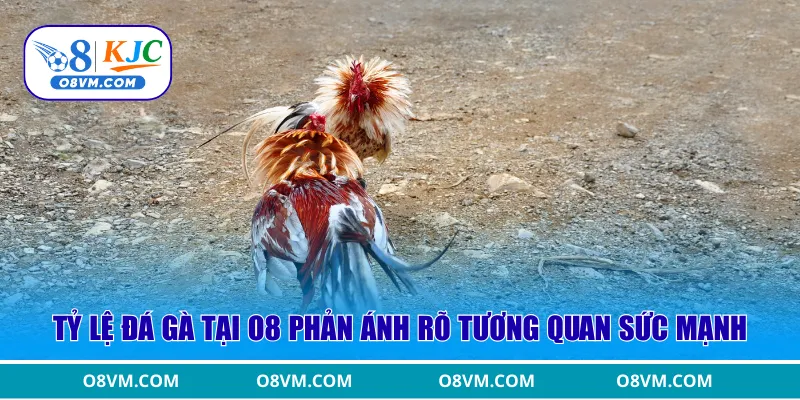 Tỷ lệ đá gà tại O8 phản ánh rõ tương quan sức mạnh 